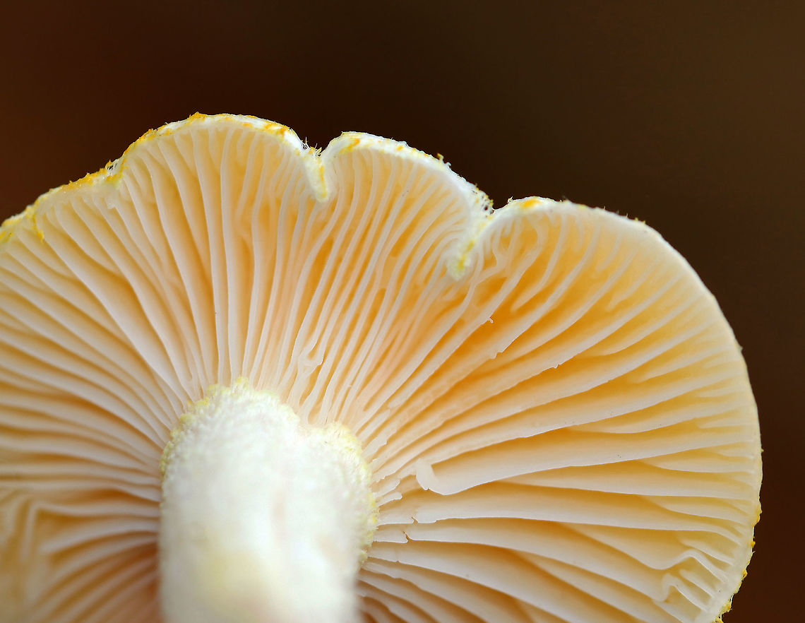 Gold-flecked Woodwax - Hygrophorus chrysodon These photos were taken one year ago today, which means that I&#039;m a year behind in processing my photos. :-O<br />
<br />
White waxy cap that is decorated with yellow flakes. The apex of the stem had yellow flakes aggregated into an imperfect ring zone.<br />
<br />
Habitat: Mostly deciduous forest with a few eastern hemlocks (Tsuga canadensis)<br />
<figure class="photo"><a href="https://www.jungledragon.com/image/123454/gold-flecked_woodwax_-_hygrophorus_chrysodon.html" title="Gold-flecked Woodwax - Hygrophorus chrysodon"><img src="https://s3.amazonaws.com/media.jungledragon.com/images/3232/123454_thumb.jpg?AWSAccessKeyId=05GMT0V3GWVNE7GGM1R2&Expires=1759968010&Signature=jTbfN3Ea%2BNugcq9slFY9PnP1Xxs%3D" width="200" height="192" alt="Gold-flecked Woodwax - Hygrophorus chrysodon These photos were taken one year ago today, which means that I&#039;m a year behind in processing my photos. :-O<br />
<br />
White waxy cap that is decorated with yellow flakes. The apex of the stem had yellow flakes aggregated into an imperfect ring zone.<br />
<br />
Habitat: Mostly deciduous forest with a few eastern hemlocks (Tsuga canadensis)<br />
https://www.jungledragon.com/image/123454/gold-flecked_woodwax_-_hygrophorus_chrysodon.html<br />
https://www.jungledragon.com/image/123456/gold-flecked_woodwax_-_hygrophorus_chrysodon.html<br />
https://www.jungledragon.com/image/123455/gold-flecked_woodwax_-_hygrophorus_chrysodon.html<br />
https://www.jungledragon.com/image/123453/gold-flecked_woodwax_-_hygrophorus_chrysodon.html Fall,Geotagged,Hygrophorus chrysodon,United States" /></a></figure><br />
<figure class="photo"><a href="https://www.jungledragon.com/image/123456/gold-flecked_woodwax_-_hygrophorus_chrysodon.html" title="Gold-flecked Woodwax - Hygrophorus chrysodon"><img src="https://s3.amazonaws.com/media.jungledragon.com/images/3232/123456_thumb.jpg?AWSAccessKeyId=05GMT0V3GWVNE7GGM1R2&Expires=1759968010&Signature=m4nrOKIyFIjhl14yzhGeo4oCFhc%3D" width="200" height="156" alt="Gold-flecked Woodwax - Hygrophorus chrysodon These photos were taken one year ago today, which means that I&#039;m a year behind in processing my photos. :-O<br />
<br />
White waxy cap that is decorated with yellow flakes. The apex of the stem had yellow flakes aggregated into an imperfect ring zone.<br />
<br />
Habitat: Mostly deciduous forest with a few eastern hemlocks (Tsuga canadensis)<br />
https://www.jungledragon.com/image/123454/gold-flecked_woodwax_-_hygrophorus_chrysodon.html<br />
https://www.jungledragon.com/image/123456/gold-flecked_woodwax_-_hygrophorus_chrysodon.html<br />
https://www.jungledragon.com/image/123455/gold-flecked_woodwax_-_hygrophorus_chrysodon.html<br />
https://www.jungledragon.com/image/123453/gold-flecked_woodwax_-_hygrophorus_chrysodon.html Fall,Geotagged,Gold-flecked Woodwax,Hygrophorus,Hygrophorus chrysodon,United States,fungi,mushroom" /></a></figure><br />
<figure class="photo"><a href="https://www.jungledragon.com/image/123455/gold-flecked_woodwax_-_hygrophorus_chrysodon.html" title="Gold-flecked Woodwax - Hygrophorus chrysodon"><img src="https://s3.amazonaws.com/media.jungledragon.com/images/3232/123455_thumb.jpg?AWSAccessKeyId=05GMT0V3GWVNE7GGM1R2&Expires=1759968010&Signature=FbKe5u9gkGbDbD4ATfH1OoGYE1I%3D" width="132" height="152" alt="Gold-flecked Woodwax - Hygrophorus chrysodon These photos were taken one year ago today, which means that I&#039;m a year behind in processing my photos. :-O<br />
<br />
White waxy cap that is decorated with yellow flakes. The apex of the stem had yellow flakes aggregated into an imperfect ring zone.<br />
<br />
Habitat: Mostly deciduous forest with a few eastern hemlocks (Tsuga canadensis)<br />
https://www.jungledragon.com/image/123454/gold-flecked_woodwax_-_hygrophorus_chrysodon.html<br />
https://www.jungledragon.com/image/123456/gold-flecked_woodwax_-_hygrophorus_chrysodon.html<br />
https://www.jungledragon.com/image/123455/gold-flecked_woodwax_-_hygrophorus_chrysodon.html<br />
https://www.jungledragon.com/image/123453/gold-flecked_woodwax_-_hygrophorus_chrysodon.html Fall,Geotagged,Hygrophorus chrysodon,United States" /></a></figure><br />
<figure class="photo"><a href="https://www.jungledragon.com/image/123453/gold-flecked_woodwax_-_hygrophorus_chrysodon.html" title="Gold-flecked Woodwax - Hygrophorus chrysodon"><img src="https://s3.amazonaws.com/media.jungledragon.com/images/3232/123453_thumb.jpg?AWSAccessKeyId=05GMT0V3GWVNE7GGM1R2&Expires=1759968010&Signature=xR8%2Fc2hpaCis%2BQbFs%2BiqqGMv0IY%3D" width="200" height="158" alt="Gold-flecked Woodwax - Hygrophorus chrysodon These photos were taken one year ago today, which means that I&#039;m a year behind in processing my photos. :-O<br />
<br />
White waxy cap that is decorated with yellow flakes. The apex of the stem had yellow flakes aggregated into an imperfect ring zone.<br />
<br />
Habitat: Mostly deciduous forest with a few eastern hemlocks (Tsuga canadensis)<br />
https://www.jungledragon.com/image/123454/gold-flecked_woodwax_-_hygrophorus_chrysodon.html<br />
https://www.jungledragon.com/image/123456/gold-flecked_woodwax_-_hygrophorus_chrysodon.html<br />
https://www.jungledragon.com/image/123455/gold-flecked_woodwax_-_hygrophorus_chrysodon.html<br />
https://www.jungledragon.com/image/123453/gold-flecked_woodwax_-_hygrophorus_chrysodon.html Fall,Geotagged,Hygrophorus chrysodon,United States" /></a></figure> Fall,Geotagged,Gold-flecked Woodwax,Hygrophorus,Hygrophorus chrysodon,United States,fungi,mushroom
