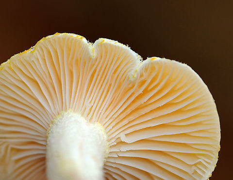Gold-flecked Woodwax - Hygrophorus chrysodon These photos were taken one year ago today, which means that I'm a year behind in processing my photos. :-O

White waxy cap that is decorated with yellow flakes. The apex of the stem had yellow flakes aggregated into an imperfect ring zone.

Habitat: Mostly deciduous forest with a few eastern hemlocks (Tsuga canadensis)
https://www.jungledragon.com/image/123454/gold-flecked_woodwax_-_hygrophorus_chrysodon.html
https://www.jungledragon.com/image/123456/gold-flecked_woodwax_-_hygrophorus_chrysodon.html
https://www.jungledragon.com/image/123455/gold-flecked_woodwax_-_hygrophorus_chrysodon.html
https://www.jungledragon.com/image/123453/gold-flecked_woodwax_-_hygrophorus_chrysodon.html Fall,Geotagged,Gold-flecked Woodwax,Hygrophorus,Hygrophorus chrysodon,United States,fungi,mushroom
