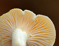 Gold-flecked Woodwax - Hygrophorus chrysodon These photos were taken one year ago today, which means that I'm a year behind in processing my photos. :-O<br />
<br />
White waxy cap that is decorated with yellow flakes. The apex of the stem had yellow flakes aggregated into an imperfect ring zone.<br />
<br />
Habitat: Mostly deciduous forest with a few eastern hemlocks (Tsuga canadensis)<br />
https://www.jungledragon.com/image/123454/gold-flecked_woodwax_-_hygrophorus_chrysodon.html<br />
https://www.jungledragon.com/image/123456/gold-flecked_woodwax_-_hygrophorus_chrysodon.html<br />
https://www.jungledragon.com/image/123455/gold-flecked_woodwax_-_hygrophorus_chrysodon.html<br />
https://www.jungledragon.com/image/123453/gold-flecked_woodwax_-_hygrophorus_chrysodon.html Fall,Geotagged,Gold-flecked Woodwax,Hygrophorus,Hygrophorus chrysodon,United States,fungi,mushroom