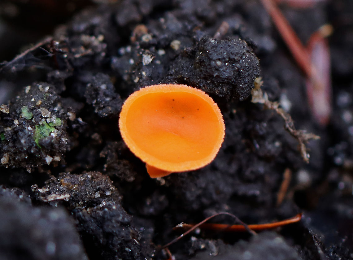 Orange Cup Fungus? Aleuria aurantia? Cheilymenia sp.?<br />
<br />
Habitat: Growing on mud near the edge of a pond; mixed forest Fall,Geotagged,United States,cup fungus,fungus