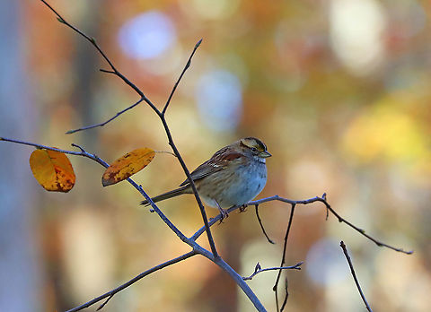 White-throated Sparrow - Zonotrichia albicollis Habitat: Pondside vegetation Fall,Geotagged,United States,White-throated sparrow,Zonotrichia,Zonotrichia albicollis,bird,sparrow