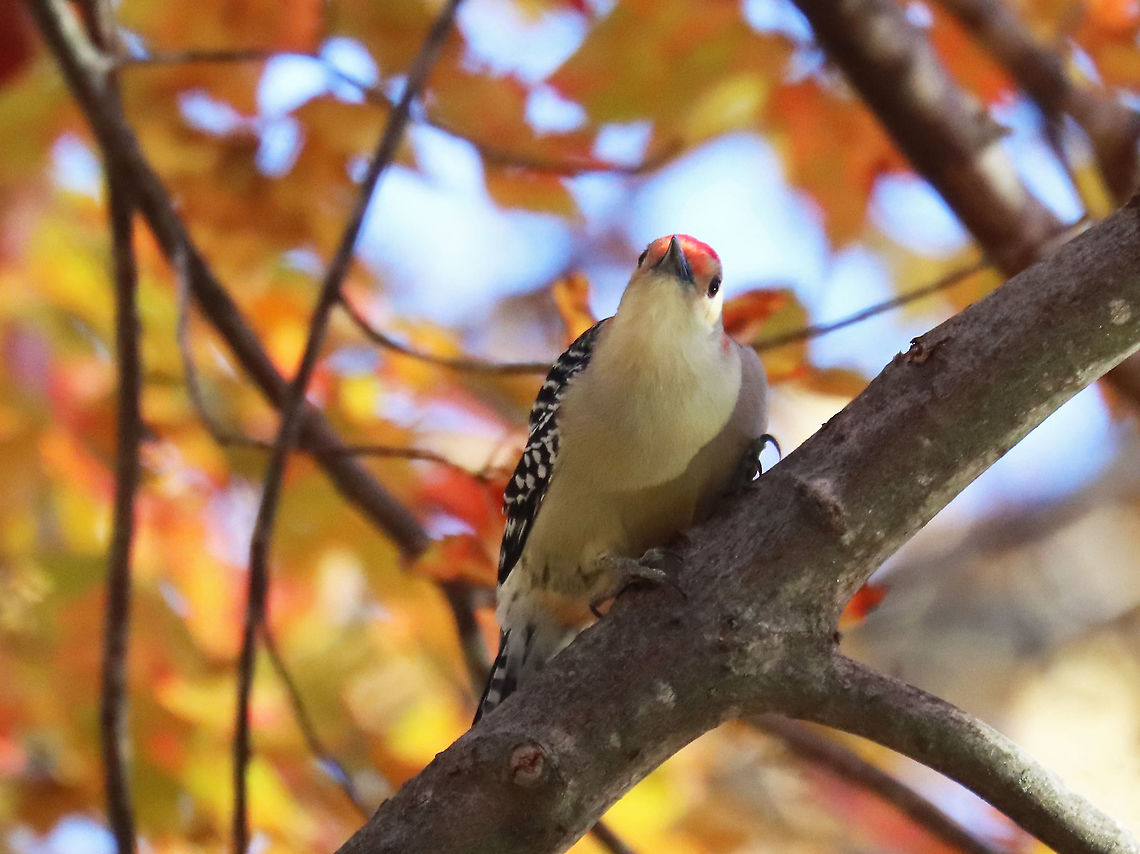 Red-bellied Woodpecker - Melanerpes carolinus Habitat: Pondside/Deciduous forest edge<br />
<figure class="photo"><a href="https://www.jungledragon.com/image/123523/red-bellied_woodpecker_-_melanerpes_carolinus.html" title="Red-bellied Woodpecker - Melanerpes carolinus"><img src="https://s3.amazonaws.com/media.jungledragon.com/images/3232/123523_thumb.jpg?AWSAccessKeyId=05GMT0V3GWVNE7GGM1R2&Expires=1767225610&Signature=%2B6ZKXXXnn%2FYU6Umqj8%2Fto11HXzY%3D" width="200" height="158" alt="Red-bellied Woodpecker - Melanerpes carolinus Habitat: Pondside/Deciduous forest edge<br />
https://www.jungledragon.com/image/123522/red-bellied_woodpecker_-_melanerpes_carolinus.html Fall,Geotagged,Melanerpes carolinus,Red-bellied Woodpecker,United States" /></a></figure> Fall,Geotagged,Melanerpes carolinus,Red-bellied Woodpecker,United States. Melanerpes,woodpecker