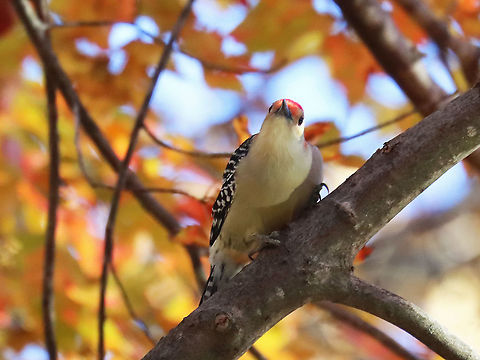 Red-bellied Woodpecker - Melanerpes carolinus Habitat: Pondside/Deciduous forest edge
https://www.jungledragon.com/image/123523/red-bellied_woodpecker_-_melanerpes_carolinus.html Fall,Geotagged,Melanerpes carolinus,Red-bellied Woodpecker,United States. Melanerpes,woodpecker