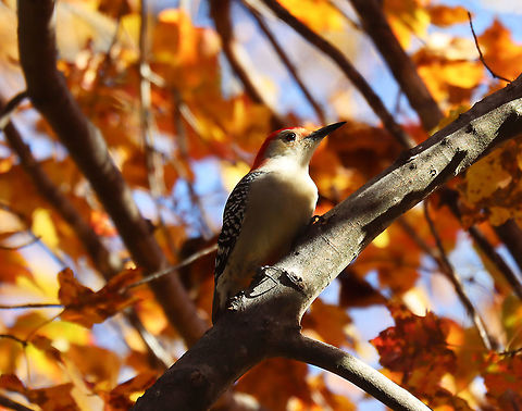 Red-bellied Woodpecker - Melanerpes carolinus Habitat: Pondside/Deciduous forest edge
https://www.jungledragon.com/image/123522/red-bellied_woodpecker_-_melanerpes_carolinus.html Fall,Geotagged,Melanerpes carolinus,Red-bellied Woodpecker,United States