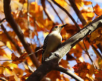 Red-bellied Woodpecker - Melanerpes carolinus Habitat: Pondside/Deciduous forest edge<br />
https://www.jungledragon.com/image/123522/red-bellied_woodpecker_-_melanerpes_carolinus.html Fall,Geotagged,Melanerpes carolinus,Red-bellied Woodpecker,United States