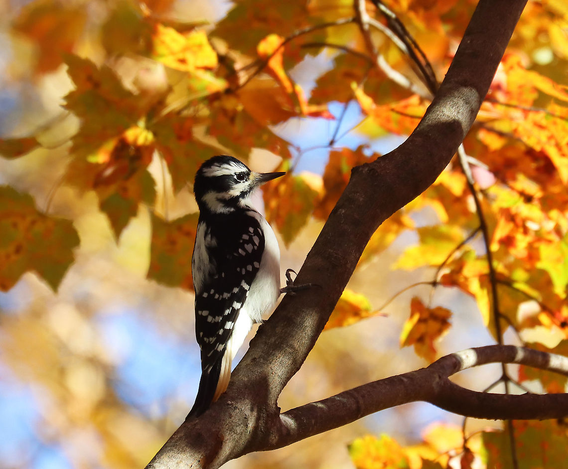 Hairy Woodpecker - Leuconotopicus villosus Habitat: Pond/Deciduous forest edge Fall,Geotagged,Hairy woodpecker,Leuconotopicus villosus,United States,woodpecker