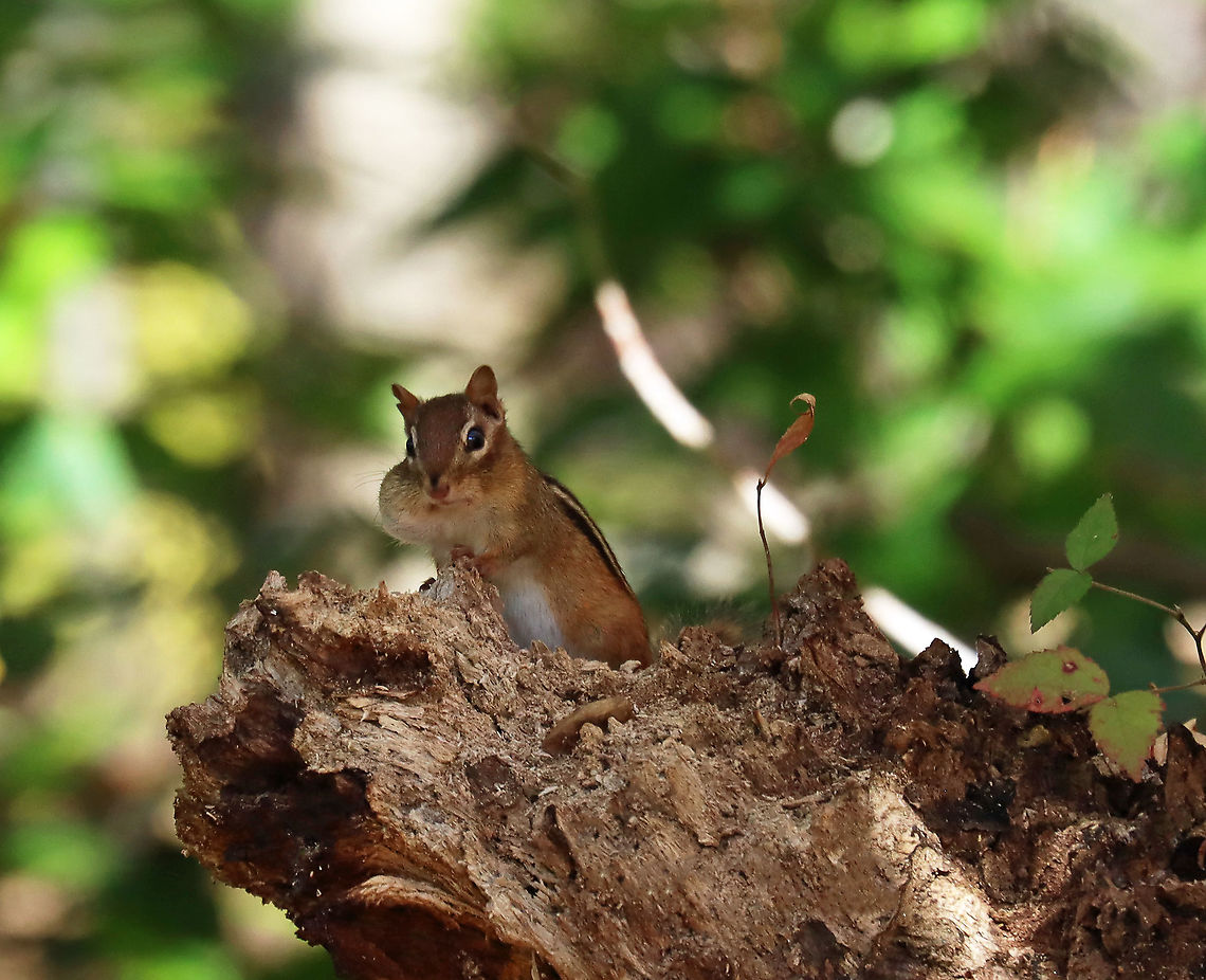 Eastern Chipmunk - Tamias striatus Caught with a cheekful :-)<br />
<br />
Habitat: Deciduous forest Eastern chipmunk,Fall,Geotagged,Tamias,Tamias striatus,United States,chipmunk