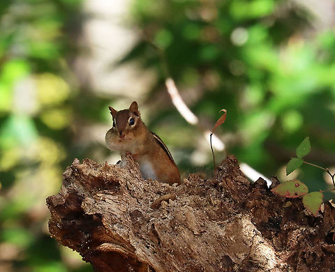 Eastern Chipmunk - Tamias striatus Caught with a cheekful :-)

Habitat: Deciduous forest Eastern chipmunk,Fall,Geotagged,Tamias,Tamias striatus,United States,chipmunk