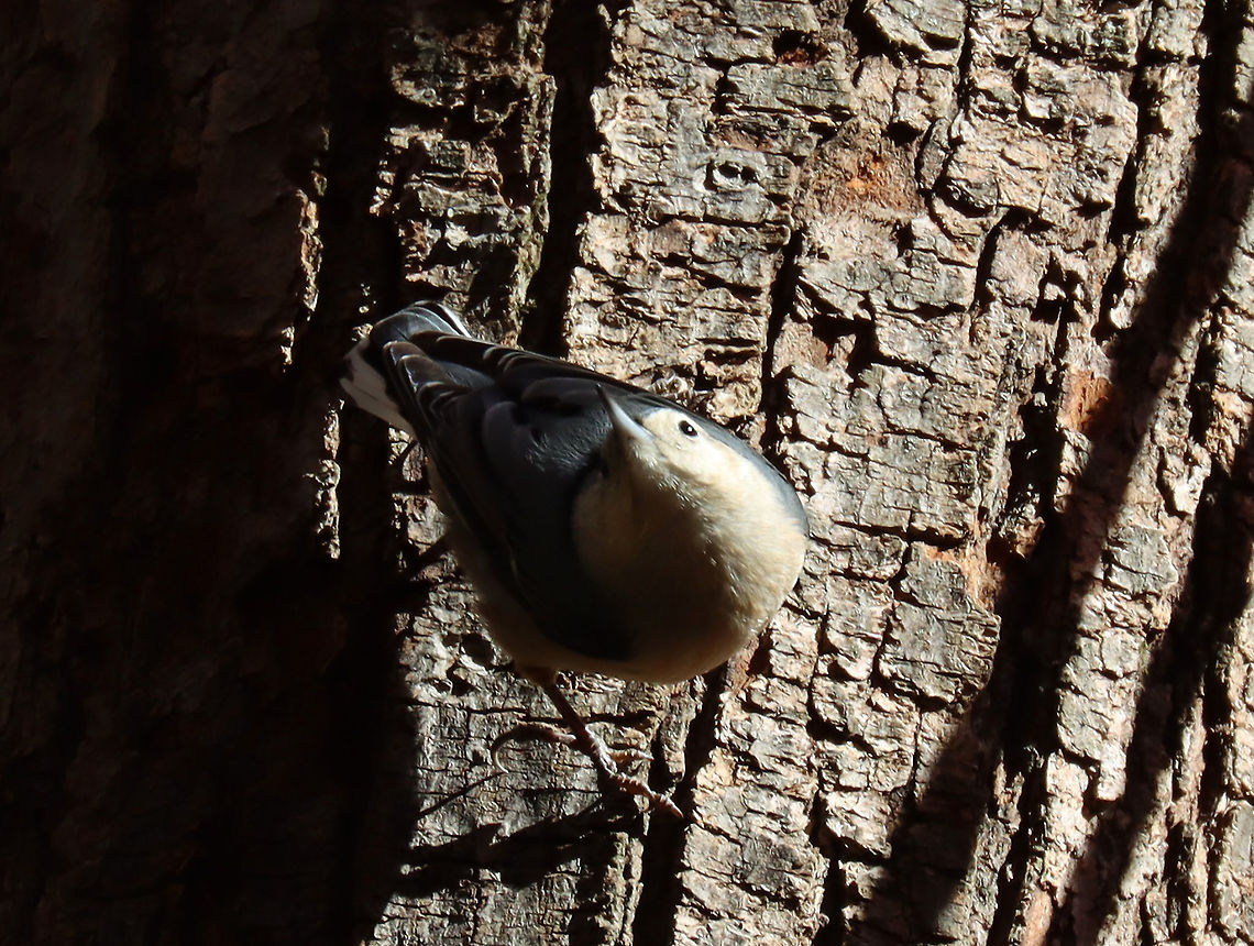 White-breasted Nuthatch - Sitta carolinensis Habitat: Pond/deciduous forest edge<br />
<figure class="photo"><a href="https://www.jungledragon.com/image/123527/white-breasted_nuthatch_-_sitta_carolinensis.html" title="White-breasted Nuthatch - Sitta carolinensis"><img src="https://s3.amazonaws.com/media.jungledragon.com/images/3232/123527_thumb.jpg?AWSAccessKeyId=05GMT0V3GWVNE7GGM1R2&Expires=1769040010&Signature=xT6ZKAWtZmzVpaTYaOttH1wg1do%3D" width="200" height="150" alt="White-breasted Nuthatch - Sitta carolinensis Habitat: Pond/deciduous forest edge<br />
https://www.jungledragon.com/image/123526/white-breasted_nuthatch_-_sitta_carolinensis.html Fall,Geotagged,Sitta carolinensis,United States,White-breasted nuthatch" /></a></figure> Fall,Geotagged,Sitta,Sitta carolinensis,United States,White-breasted nuthatch,nuthatch