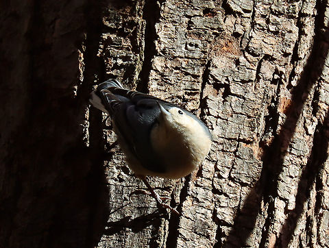 White-breasted Nuthatch - Sitta carolinensis Habitat: Pond/deciduous forest edge
https://www.jungledragon.com/image/123527/white-breasted_nuthatch_-_sitta_carolinensis.html Fall,Geotagged,Sitta,Sitta carolinensis,United States,White-breasted nuthatch,nuthatch