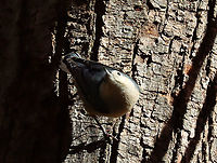 White-breasted Nuthatch - Sitta carolinensis Habitat: Pond/deciduous forest edge<br />
https://www.jungledragon.com/image/123527/white-breasted_nuthatch_-_sitta_carolinensis.html Fall,Geotagged,Sitta,Sitta carolinensis,United States,White-breasted nuthatch,nuthatch