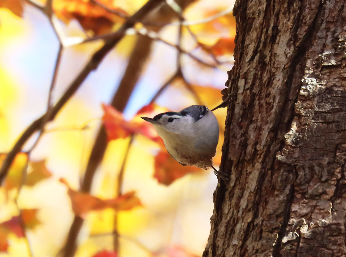 White-breasted Nuthatch - Sitta carolinensis Habitat: Pond/deciduous forest edge<br />
<figure class="photo"><a href="https://www.jungledragon.com/image/123526/white-breasted_nuthatch_-_sitta_carolinensis.html" title="White-breasted Nuthatch - Sitta carolinensis"><img src="https://s3.amazonaws.com/media.jungledragon.com/images/3232/123526_thumb.jpg?AWSAccessKeyId=05GMT0V3GWVNE7GGM1R2&Expires=1769040010&Signature=lPGkA2dxJa31e3nYjd0oohjjsm0%3D" width="200" height="152" alt="White-breasted Nuthatch - Sitta carolinensis Habitat: Pond/deciduous forest edge<br />
https://www.jungledragon.com/image/123527/white-breasted_nuthatch_-_sitta_carolinensis.html Fall,Geotagged,Sitta,Sitta carolinensis,United States,White-breasted nuthatch,nuthatch" /></a></figure> Fall,Geotagged,Sitta carolinensis,United States,White-breasted nuthatch