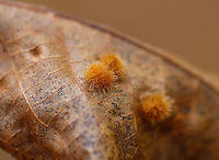 Galls - Caryomyia sp. Host: Hickory (Carya sp.)<br />
https://www.jungledragon.com/image/123542/galls_-_caryomyia_sp.html Caryomyia,Fall,Geotagged,United States,galls