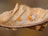 Galls - Caryomyia sp. Host: Hickory (Carya sp.)<br />
https://www.jungledragon.com/image/123541/galls_-_caryomyia_sp.html Fall,Geotagged,United States