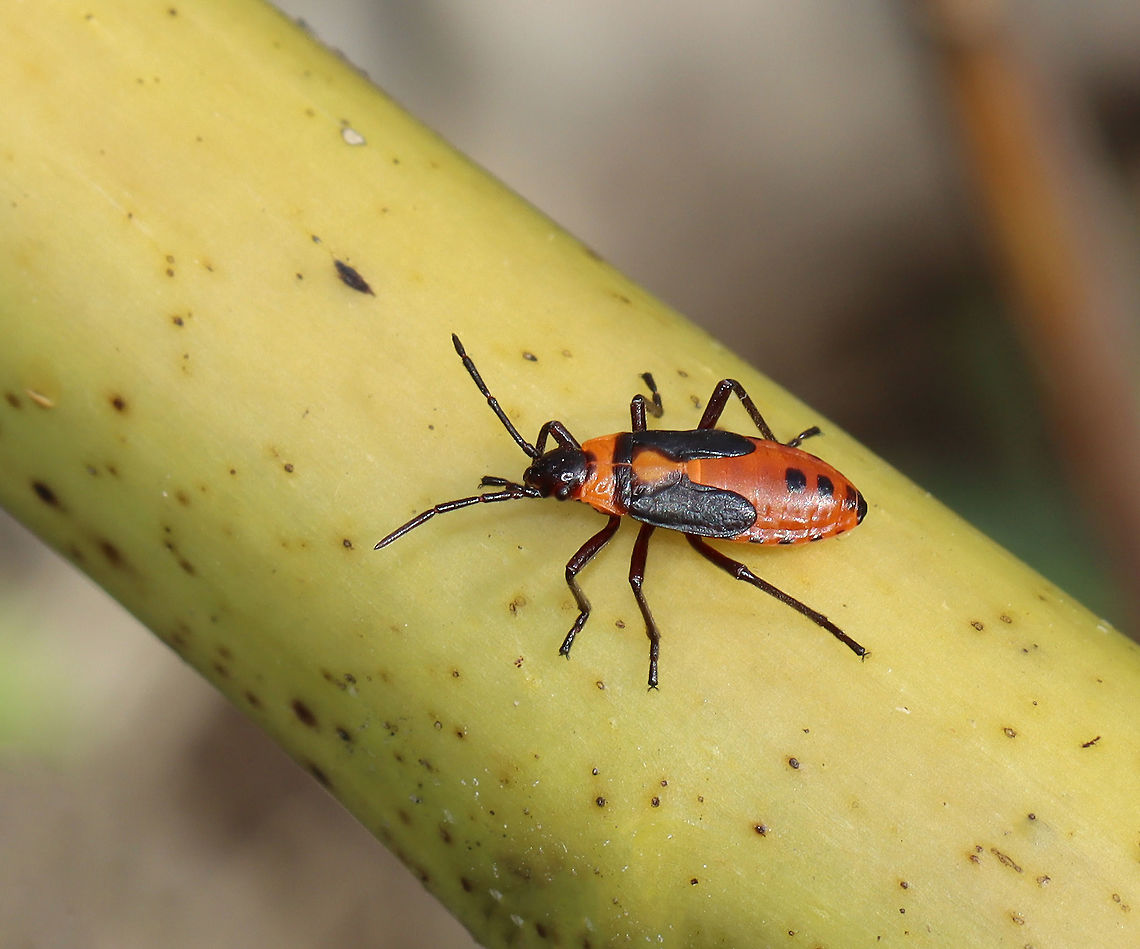 Milkweed Bug Nymph (Oncopeltus fasciatus) Habitat: On milkweed; meadow<br />
<figure class="photo"><a href="https://www.jungledragon.com/image/123543/milkweed_bug_nymph_oncopeltus_fasciatus.html" title="Milkweed Bug Nymph (Oncopeltus fasciatus)"><img src="https://s3.amazonaws.com/media.jungledragon.com/images/3232/123543_thumb.jpg?AWSAccessKeyId=05GMT0V3GWVNE7GGM1R2&Expires=1770854410&Signature=N7fLGIZf38e5BDgryavyJ05RcvU%3D" width="200" height="168" alt="Milkweed Bug Nymph (Oncopeltus fasciatus) Habitat: On milkweed; meadow<br />
https://www.jungledragon.com/image/123543/milkweed_bug_nymph_oncopeltus_fasciatus.html<br />
https://www.jungledragon.com/image/123544/milkweed_bugs_oncopeltus_fasciatus.html<br />
https://www.jungledragon.com/image/123546/milkweed_bug_oncopeltus_fasciatus_party.html<br />
https://www.jungledragon.com/image/123545/milkweed_bug_oncopeltus_fasciatus_party.html Fall,Geotagged,Large milkweed bug,Oncopeltus fasciatus,United States,nymph" /></a></figure><br />
<figure class="photo"><a href="https://www.jungledragon.com/image/123544/milkweed_bugs_oncopeltus_fasciatus.html" title="Milkweed Bugs (Oncopeltus fasciatus)"><img src="https://s3.amazonaws.com/media.jungledragon.com/images/3232/123544_thumb.jpg?AWSAccessKeyId=05GMT0V3GWVNE7GGM1R2&Expires=1770854410&Signature=o1jwpBdPrflFFigg03lagg7sEdI%3D" width="200" height="158" alt="Milkweed Bugs (Oncopeltus fasciatus) All four of these bugs are nymphs, just different instars.<br />
<br />
Habitat: On milkweed; meadow<br />
https://www.jungledragon.com/image/123543/milkweed_bug_nymph_oncopeltus_fasciatus.html<br />
https://www.jungledragon.com/image/123544/milkweed_bugs_oncopeltus_fasciatus.html<br />
https://www.jungledragon.com/image/123546/milkweed_bug_oncopeltus_fasciatus_party.html<br />
https://www.jungledragon.com/image/123545/milkweed_bug_oncopeltus_fasciatus_party.html Fall,Geotagged,Large milkweed bug,Oncopeltus fasciatus,United States" /></a></figure><br />
<figure class="photo"><a href="https://www.jungledragon.com/image/123546/milkweed_bug_oncopeltus_fasciatus_party.html" title="Milkweed Bug (Oncopeltus fasciatus) Party"><img src="https://s3.amazonaws.com/media.jungledragon.com/images/3232/123546_thumb.jpg?AWSAccessKeyId=05GMT0V3GWVNE7GGM1R2&Expires=1770854410&Signature=FB1QAiuiiGJD9opMdsuKvz6nJzU%3D" width="116" height="152" alt="Milkweed Bug (Oncopeltus fasciatus) Party *The adult to the top right is lighter in color because it must have recently eclosed. There's also a fresh nymph near the bottom left.<br />
<br />
Habitat: On milkweed; meadow<br />
https://www.jungledragon.com/image/123543/milkweed_bug_nymph_oncopeltus_fasciatus.html<br />
https://www.jungledragon.com/image/123544/milkweed_bugs_oncopeltus_fasciatus.html<br />
https://www.jungledragon.com/image/123546/milkweed_bug_oncopeltus_fasciatus_party.html<br />
https://www.jungledragon.com/image/123545/milkweed_bug_oncopeltus_fasciatus_party.html Fall,Geotagged,Large milkweed bug,Lygaeidae,Oncopeltus fasciatus,United States,bug,milkweed bug,oncopeltus" /></a></figure><br />
<figure class="photo"><a href="https://www.jungledragon.com/image/123545/milkweed_bug_oncopeltus_fasciatus_party.html" title="Milkweed Bug (Oncopeltus fasciatus) Party"><img src="https://s3.amazonaws.com/media.jungledragon.com/images/3232/123545_thumb.jpg?AWSAccessKeyId=05GMT0V3GWVNE7GGM1R2&Expires=1770854410&Signature=f7z7rZb%2B59H49A37zBLULk%2BrS1U%3D" width="200" height="156" alt="Milkweed Bug (Oncopeltus fasciatus) Party They looked like they might be playing 'King of the Mountain'.<br />
<br />
Habitat: On milkweed; meadow<br />
https://www.jungledragon.com/image/123543/milkweed_bug_nymph_oncopeltus_fasciatus.html<br />
https://www.jungledragon.com/image/123544/milkweed_bugs_oncopeltus_fasciatus.html<br />
https://www.jungledragon.com/image/123546/milkweed_bug_oncopeltus_fasciatus_party.html<br />
https://www.jungledragon.com/image/123545/milkweed_bug_oncopeltus_fasciatus_party.html Fall,Geotagged,Large milkweed bug,Oncopeltus fasciatus,United States" /></a></figure> Fall,Geotagged,Large milkweed bug,Oncopeltus fasciatus,United States,nymph