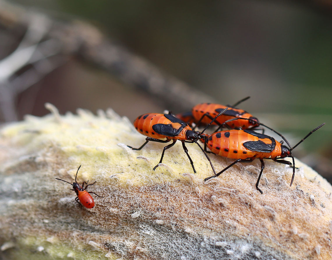 Milkweed Bugs (Oncopeltus fasciatus) All four of these bugs are nymphs, just different instars.<br />
<br />
Habitat: On milkweed; meadow<br />
<figure class="photo"><a href="https://www.jungledragon.com/image/123543/milkweed_bug_nymph_oncopeltus_fasciatus.html" title="Milkweed Bug Nymph (Oncopeltus fasciatus)"><img src="https://s3.amazonaws.com/media.jungledragon.com/images/3232/123543_thumb.jpg?AWSAccessKeyId=05GMT0V3GWVNE7GGM1R2&Expires=1767225610&Signature=54rv8vC8hKVb%2Fv%2Fse%2BfVXj0Ug90%3D" width="200" height="168" alt="Milkweed Bug Nymph (Oncopeltus fasciatus) Habitat: On milkweed; meadow<br />
https://www.jungledragon.com/image/123543/milkweed_bug_nymph_oncopeltus_fasciatus.html<br />
https://www.jungledragon.com/image/123544/milkweed_bugs_oncopeltus_fasciatus.html<br />
https://www.jungledragon.com/image/123546/milkweed_bug_oncopeltus_fasciatus_party.html<br />
https://www.jungledragon.com/image/123545/milkweed_bug_oncopeltus_fasciatus_party.html Fall,Geotagged,Large milkweed bug,Oncopeltus fasciatus,United States,nymph" /></a></figure><br />
<figure class="photo"><a href="https://www.jungledragon.com/image/123544/milkweed_bugs_oncopeltus_fasciatus.html" title="Milkweed Bugs (Oncopeltus fasciatus)"><img src="https://s3.amazonaws.com/media.jungledragon.com/images/3232/123544_thumb.jpg?AWSAccessKeyId=05GMT0V3GWVNE7GGM1R2&Expires=1767225610&Signature=AbIdrzueEn0AsC0xdB6LgFx5OwY%3D" width="200" height="158" alt="Milkweed Bugs (Oncopeltus fasciatus) All four of these bugs are nymphs, just different instars.<br />
<br />
Habitat: On milkweed; meadow<br />
https://www.jungledragon.com/image/123543/milkweed_bug_nymph_oncopeltus_fasciatus.html<br />
https://www.jungledragon.com/image/123544/milkweed_bugs_oncopeltus_fasciatus.html<br />
https://www.jungledragon.com/image/123546/milkweed_bug_oncopeltus_fasciatus_party.html<br />
https://www.jungledragon.com/image/123545/milkweed_bug_oncopeltus_fasciatus_party.html Fall,Geotagged,Large milkweed bug,Oncopeltus fasciatus,United States" /></a></figure><br />
<figure class="photo"><a href="https://www.jungledragon.com/image/123546/milkweed_bug_oncopeltus_fasciatus_party.html" title="Milkweed Bug (Oncopeltus fasciatus) Party"><img src="https://s3.amazonaws.com/media.jungledragon.com/images/3232/123546_thumb.jpg?AWSAccessKeyId=05GMT0V3GWVNE7GGM1R2&Expires=1767225610&Signature=8U%2Bw2UJ6DrkobGBZnG9n3W3lJ4A%3D" width="116" height="152" alt="Milkweed Bug (Oncopeltus fasciatus) Party *The adult to the top right is lighter in color because it must have recently eclosed. There&#039;s also a fresh nymph near the bottom left.<br />
<br />
Habitat: On milkweed; meadow<br />
https://www.jungledragon.com/image/123543/milkweed_bug_nymph_oncopeltus_fasciatus.html<br />
https://www.jungledragon.com/image/123544/milkweed_bugs_oncopeltus_fasciatus.html<br />
https://www.jungledragon.com/image/123546/milkweed_bug_oncopeltus_fasciatus_party.html<br />
https://www.jungledragon.com/image/123545/milkweed_bug_oncopeltus_fasciatus_party.html Fall,Geotagged,Large milkweed bug,Lygaeidae,Oncopeltus fasciatus,United States,bug,milkweed bug,oncopeltus" /></a></figure><br />
<figure class="photo"><a href="https://www.jungledragon.com/image/123545/milkweed_bug_oncopeltus_fasciatus_party.html" title="Milkweed Bug (Oncopeltus fasciatus) Party"><img src="https://s3.amazonaws.com/media.jungledragon.com/images/3232/123545_thumb.jpg?AWSAccessKeyId=05GMT0V3GWVNE7GGM1R2&Expires=1767225610&Signature=tgnldG0Ep0YDAwI036FurBSy%2BZs%3D" width="200" height="156" alt="Milkweed Bug (Oncopeltus fasciatus) Party They looked like they might be playing &#039;King of the Mountain&#039;.<br />
<br />
Habitat: On milkweed; meadow<br />
https://www.jungledragon.com/image/123543/milkweed_bug_nymph_oncopeltus_fasciatus.html<br />
https://www.jungledragon.com/image/123544/milkweed_bugs_oncopeltus_fasciatus.html<br />
https://www.jungledragon.com/image/123546/milkweed_bug_oncopeltus_fasciatus_party.html<br />
https://www.jungledragon.com/image/123545/milkweed_bug_oncopeltus_fasciatus_party.html Fall,Geotagged,Large milkweed bug,Oncopeltus fasciatus,United States" /></a></figure> Fall,Geotagged,Large milkweed bug,Oncopeltus fasciatus,United States