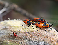 Milkweed Bugs (Oncopeltus fasciatus) All four of these bugs are nymphs, just different instars.<br />
<br />
Habitat: On milkweed; meadow<br />
https://www.jungledragon.com/image/123543/milkweed_bug_nymph_oncopeltus_fasciatus.html<br />
https://www.jungledragon.com/image/123544/milkweed_bugs_oncopeltus_fasciatus.html<br />
https://www.jungledragon.com/image/123546/milkweed_bug_oncopeltus_fasciatus_party.html<br />
https://www.jungledragon.com/image/123545/milkweed_bug_oncopeltus_fasciatus_party.html Fall,Geotagged,Large milkweed bug,Oncopeltus fasciatus,United States