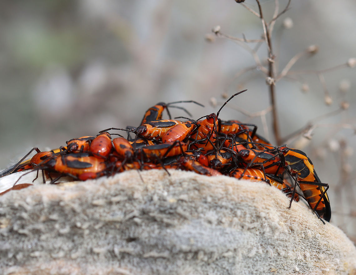 Milkweed Bug (Oncopeltus fasciatus) Party They looked like they might be playing &#039;King of the Mountain&#039;.<br />
<br />
Habitat: On milkweed; meadow<br />
<figure class="photo"><a href="https://www.jungledragon.com/image/123543/milkweed_bug_nymph_oncopeltus_fasciatus.html" title="Milkweed Bug Nymph (Oncopeltus fasciatus)"><img src="https://s3.amazonaws.com/media.jungledragon.com/images/3232/123543_thumb.jpg?AWSAccessKeyId=05GMT0V3GWVNE7GGM1R2&Expires=1759968010&Signature=2CkqUlTwF0warNbyfi4MzrCCdC0%3D" width="200" height="168" alt="Milkweed Bug Nymph (Oncopeltus fasciatus) Habitat: On milkweed; meadow<br />
https://www.jungledragon.com/image/123543/milkweed_bug_nymph_oncopeltus_fasciatus.html<br />
https://www.jungledragon.com/image/123544/milkweed_bugs_oncopeltus_fasciatus.html<br />
https://www.jungledragon.com/image/123546/milkweed_bug_oncopeltus_fasciatus_party.html<br />
https://www.jungledragon.com/image/123545/milkweed_bug_oncopeltus_fasciatus_party.html Fall,Geotagged,Large milkweed bug,Oncopeltus fasciatus,United States,nymph" /></a></figure><br />
<figure class="photo"><a href="https://www.jungledragon.com/image/123544/milkweed_bugs_oncopeltus_fasciatus.html" title="Milkweed Bugs (Oncopeltus fasciatus)"><img src="https://s3.amazonaws.com/media.jungledragon.com/images/3232/123544_thumb.jpg?AWSAccessKeyId=05GMT0V3GWVNE7GGM1R2&Expires=1759968010&Signature=%2FP2HwuUCwlPrT6K42E0jrC9y6MA%3D" width="200" height="158" alt="Milkweed Bugs (Oncopeltus fasciatus) All four of these bugs are nymphs, just different instars.<br />
<br />
Habitat: On milkweed; meadow<br />
https://www.jungledragon.com/image/123543/milkweed_bug_nymph_oncopeltus_fasciatus.html<br />
https://www.jungledragon.com/image/123544/milkweed_bugs_oncopeltus_fasciatus.html<br />
https://www.jungledragon.com/image/123546/milkweed_bug_oncopeltus_fasciatus_party.html<br />
https://www.jungledragon.com/image/123545/milkweed_bug_oncopeltus_fasciatus_party.html Fall,Geotagged,Large milkweed bug,Oncopeltus fasciatus,United States" /></a></figure><br />
<figure class="photo"><a href="https://www.jungledragon.com/image/123546/milkweed_bug_oncopeltus_fasciatus_party.html" title="Milkweed Bug (Oncopeltus fasciatus) Party"><img src="https://s3.amazonaws.com/media.jungledragon.com/images/3232/123546_thumb.jpg?AWSAccessKeyId=05GMT0V3GWVNE7GGM1R2&Expires=1759968010&Signature=P4i6eCHn7%2FJBN4rbXIatpJOkQXQ%3D" width="116" height="152" alt="Milkweed Bug (Oncopeltus fasciatus) Party *The adult to the top right is lighter in color because it must have recently eclosed. There&#039;s also a fresh nymph near the bottom left.<br />
<br />
Habitat: On milkweed; meadow<br />
https://www.jungledragon.com/image/123543/milkweed_bug_nymph_oncopeltus_fasciatus.html<br />
https://www.jungledragon.com/image/123544/milkweed_bugs_oncopeltus_fasciatus.html<br />
https://www.jungledragon.com/image/123546/milkweed_bug_oncopeltus_fasciatus_party.html<br />
https://www.jungledragon.com/image/123545/milkweed_bug_oncopeltus_fasciatus_party.html Fall,Geotagged,Large milkweed bug,Lygaeidae,Oncopeltus fasciatus,United States,bug,milkweed bug,oncopeltus" /></a></figure><br />
<figure class="photo"><a href="https://www.jungledragon.com/image/123545/milkweed_bug_oncopeltus_fasciatus_party.html" title="Milkweed Bug (Oncopeltus fasciatus) Party"><img src="https://s3.amazonaws.com/media.jungledragon.com/images/3232/123545_thumb.jpg?AWSAccessKeyId=05GMT0V3GWVNE7GGM1R2&Expires=1759968010&Signature=R%2BVgU%2BqpkxJUaA7eXFB4IMcSKQA%3D" width="200" height="156" alt="Milkweed Bug (Oncopeltus fasciatus) Party They looked like they might be playing &#039;King of the Mountain&#039;.<br />
<br />
Habitat: On milkweed; meadow<br />
https://www.jungledragon.com/image/123543/milkweed_bug_nymph_oncopeltus_fasciatus.html<br />
https://www.jungledragon.com/image/123544/milkweed_bugs_oncopeltus_fasciatus.html<br />
https://www.jungledragon.com/image/123546/milkweed_bug_oncopeltus_fasciatus_party.html<br />
https://www.jungledragon.com/image/123545/milkweed_bug_oncopeltus_fasciatus_party.html Fall,Geotagged,Large milkweed bug,Oncopeltus fasciatus,United States" /></a></figure> Fall,Geotagged,Large milkweed bug,Oncopeltus fasciatus,United States