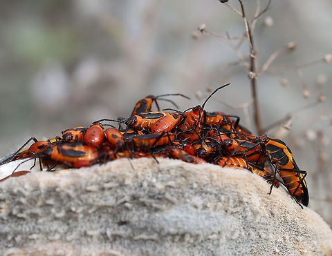 Milkweed Bug (Oncopeltus fasciatus) Party They looked like they might be playing 'King of the Mountain'.

Habitat: On milkweed; meadow
https://www.jungledragon.com/image/123543/milkweed_bug_nymph_oncopeltus_fasciatus.html
https://www.jungledragon.com/image/123544/milkweed_bugs_oncopeltus_fasciatus.html
https://www.jungledragon.com/image/123546/milkweed_bug_oncopeltus_fasciatus_party.html
https://www.jungledragon.com/image/123545/milkweed_bug_oncopeltus_fasciatus_party.html Fall,Geotagged,Large milkweed bug,Oncopeltus fasciatus,United States
