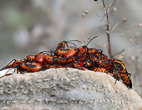 Milkweed Bug (Oncopeltus fasciatus) Party They looked like they might be playing 'King of the Mountain'.<br />
<br />
Habitat: On milkweed; meadow<br />
https://www.jungledragon.com/image/123543/milkweed_bug_nymph_oncopeltus_fasciatus.html<br />
https://www.jungledragon.com/image/123544/milkweed_bugs_oncopeltus_fasciatus.html<br />
https://www.jungledragon.com/image/123546/milkweed_bug_oncopeltus_fasciatus_party.html<br />
https://www.jungledragon.com/image/123545/milkweed_bug_oncopeltus_fasciatus_party.html Fall,Geotagged,Large milkweed bug,Oncopeltus fasciatus,United States