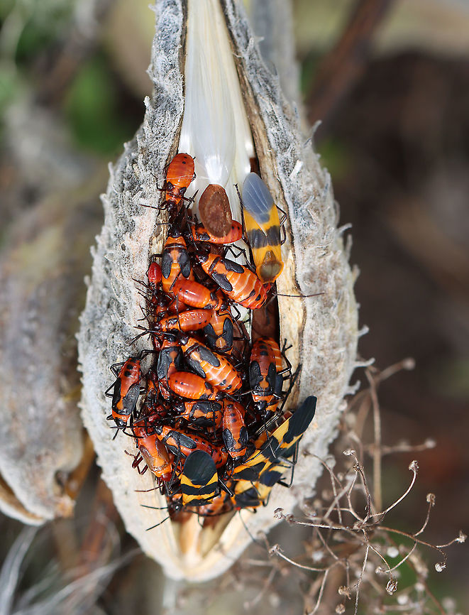 Milkweed Bug (Oncopeltus fasciatus) Party *The adult to the top right is lighter in color because it must have recently eclosed. There&#039;s also a fresh nymph near the bottom left.<br />
<br />
Habitat: On milkweed; meadow<br />
<figure class="photo"><a href="https://www.jungledragon.com/image/123543/milkweed_bug_nymph_oncopeltus_fasciatus.html" title="Milkweed Bug Nymph (Oncopeltus fasciatus)"><img src="https://s3.amazonaws.com/media.jungledragon.com/images/3232/123543_thumb.jpg?AWSAccessKeyId=05GMT0V3GWVNE7GGM1R2&Expires=1759968010&Signature=2CkqUlTwF0warNbyfi4MzrCCdC0%3D" width="200" height="168" alt="Milkweed Bug Nymph (Oncopeltus fasciatus) Habitat: On milkweed; meadow<br />
https://www.jungledragon.com/image/123543/milkweed_bug_nymph_oncopeltus_fasciatus.html<br />
https://www.jungledragon.com/image/123544/milkweed_bugs_oncopeltus_fasciatus.html<br />
https://www.jungledragon.com/image/123546/milkweed_bug_oncopeltus_fasciatus_party.html<br />
https://www.jungledragon.com/image/123545/milkweed_bug_oncopeltus_fasciatus_party.html Fall,Geotagged,Large milkweed bug,Oncopeltus fasciatus,United States,nymph" /></a></figure><br />
<figure class="photo"><a href="https://www.jungledragon.com/image/123544/milkweed_bugs_oncopeltus_fasciatus.html" title="Milkweed Bugs (Oncopeltus fasciatus)"><img src="https://s3.amazonaws.com/media.jungledragon.com/images/3232/123544_thumb.jpg?AWSAccessKeyId=05GMT0V3GWVNE7GGM1R2&Expires=1759968010&Signature=%2FP2HwuUCwlPrT6K42E0jrC9y6MA%3D" width="200" height="158" alt="Milkweed Bugs (Oncopeltus fasciatus) All four of these bugs are nymphs, just different instars.<br />
<br />
Habitat: On milkweed; meadow<br />
https://www.jungledragon.com/image/123543/milkweed_bug_nymph_oncopeltus_fasciatus.html<br />
https://www.jungledragon.com/image/123544/milkweed_bugs_oncopeltus_fasciatus.html<br />
https://www.jungledragon.com/image/123546/milkweed_bug_oncopeltus_fasciatus_party.html<br />
https://www.jungledragon.com/image/123545/milkweed_bug_oncopeltus_fasciatus_party.html Fall,Geotagged,Large milkweed bug,Oncopeltus fasciatus,United States" /></a></figure><br />
<figure class="photo"><a href="https://www.jungledragon.com/image/123546/milkweed_bug_oncopeltus_fasciatus_party.html" title="Milkweed Bug (Oncopeltus fasciatus) Party"><img src="https://s3.amazonaws.com/media.jungledragon.com/images/3232/123546_thumb.jpg?AWSAccessKeyId=05GMT0V3GWVNE7GGM1R2&Expires=1759968010&Signature=P4i6eCHn7%2FJBN4rbXIatpJOkQXQ%3D" width="116" height="152" alt="Milkweed Bug (Oncopeltus fasciatus) Party *The adult to the top right is lighter in color because it must have recently eclosed. There&#039;s also a fresh nymph near the bottom left.<br />
<br />
Habitat: On milkweed; meadow<br />
https://www.jungledragon.com/image/123543/milkweed_bug_nymph_oncopeltus_fasciatus.html<br />
https://www.jungledragon.com/image/123544/milkweed_bugs_oncopeltus_fasciatus.html<br />
https://www.jungledragon.com/image/123546/milkweed_bug_oncopeltus_fasciatus_party.html<br />
https://www.jungledragon.com/image/123545/milkweed_bug_oncopeltus_fasciatus_party.html Fall,Geotagged,Large milkweed bug,Lygaeidae,Oncopeltus fasciatus,United States,bug,milkweed bug,oncopeltus" /></a></figure><br />
<figure class="photo"><a href="https://www.jungledragon.com/image/123545/milkweed_bug_oncopeltus_fasciatus_party.html" title="Milkweed Bug (Oncopeltus fasciatus) Party"><img src="https://s3.amazonaws.com/media.jungledragon.com/images/3232/123545_thumb.jpg?AWSAccessKeyId=05GMT0V3GWVNE7GGM1R2&Expires=1759968010&Signature=R%2BVgU%2BqpkxJUaA7eXFB4IMcSKQA%3D" width="200" height="156" alt="Milkweed Bug (Oncopeltus fasciatus) Party They looked like they might be playing &#039;King of the Mountain&#039;.<br />
<br />
Habitat: On milkweed; meadow<br />
https://www.jungledragon.com/image/123543/milkweed_bug_nymph_oncopeltus_fasciatus.html<br />
https://www.jungledragon.com/image/123544/milkweed_bugs_oncopeltus_fasciatus.html<br />
https://www.jungledragon.com/image/123546/milkweed_bug_oncopeltus_fasciatus_party.html<br />
https://www.jungledragon.com/image/123545/milkweed_bug_oncopeltus_fasciatus_party.html Fall,Geotagged,Large milkweed bug,Oncopeltus fasciatus,United States" /></a></figure> Fall,Geotagged,Large milkweed bug,Lygaeidae,Oncopeltus fasciatus,United States,bug,milkweed bug,oncopeltus