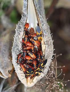 Milkweed Bug (Oncopeltus fasciatus) Party *The adult to the top right is lighter in color because it must have recently eclosed. There's also a fresh nymph near the bottom left.

Habitat: On milkweed; meadow
https://www.jungledragon.com/image/123543/milkweed_bug_nymph_oncopeltus_fasciatus.html
https://www.jungledragon.com/image/123544/milkweed_bugs_oncopeltus_fasciatus.html
https://www.jungledragon.com/image/123546/milkweed_bug_oncopeltus_fasciatus_party.html
https://www.jungledragon.com/image/123545/milkweed_bug_oncopeltus_fasciatus_party.html Fall,Geotagged,Large milkweed bug,Lygaeidae,Oncopeltus fasciatus,United States,bug,milkweed bug,oncopeltus
