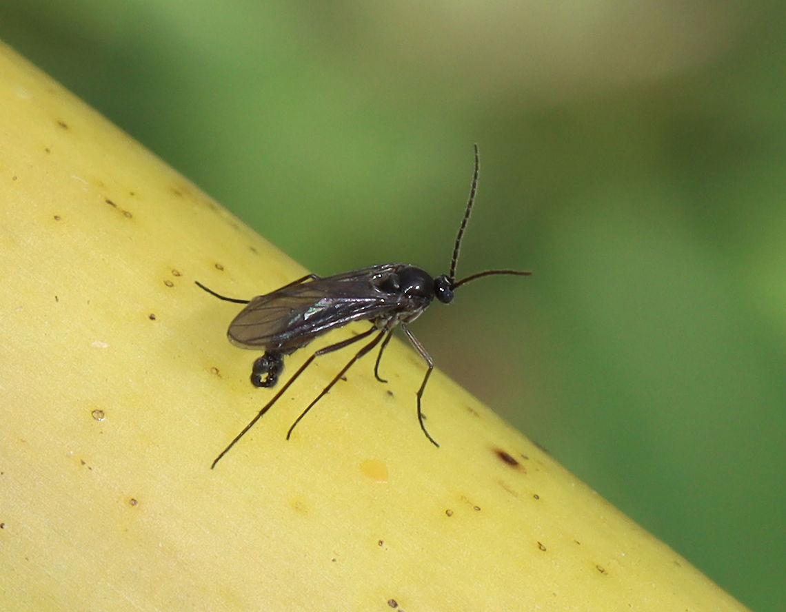 Dark-winged Fungus Gnat (Male) - Family Sciaridae Habitat: Found on rotting vegetation in a garden Diptera,Fall,Geotagged,Sciaridae,United States,dark-winged fungus gnat,fly,fungus gnat,gnat