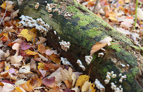 Trembling Phlebia - Phlebia tremellosa Habitat: Growing on mossy, decorticated wood; deciduous forest Fall,Geotagged,Merulius tremellosus,Phlebia,Phlebia tremellosa,Trembling Crust,Trembling Phlebia,United States,fungus