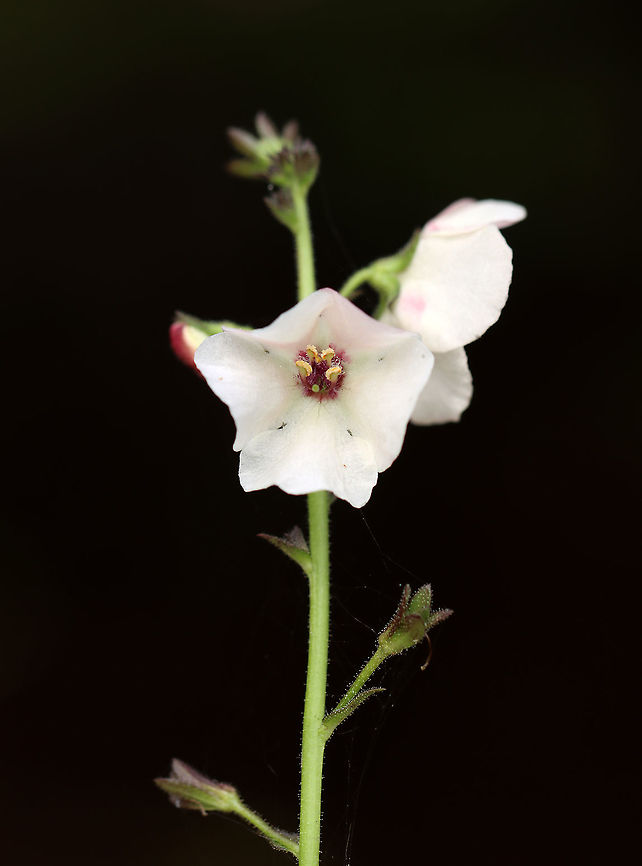 Moth Mullein - Verbascum blattaria Habitat: Meadow/forest edge<br />
<figure class="photo"><a href="https://www.jungledragon.com/image/123549/moth_mullein_-_verbascum_blattaria.html" title="Moth Mullein - Verbascum blattaria"><img src="https://s3.amazonaws.com/media.jungledragon.com/images/3232/123549_thumb.jpg?AWSAccessKeyId=05GMT0V3GWVNE7GGM1R2&Expires=1759968010&Signature=MKbFXXiCUQoZMBl%2B91kgHwEEQHM%3D" width="114" height="152" alt="Moth Mullein - Verbascum blattaria Habitat: Meadow/forest edge<br />
https://www.jungledragon.com/image/123549/moth_mullein_-_verbascum_blattaria.html<br />
https://www.jungledragon.com/image/123552/moth_mullein_-_verbascum_blattaria.html<br />
https://www.jungledragon.com/image/123551/moth_mullein_-_verbascum_blattaria.html<br />
https://www.jungledragon.com/image/123550/moth_mullein_-_verbascum_blattaria.html Fall,Geotagged,Moth mullein,United States,Verbascum,Verbascum blattaria" /></a></figure><br />
<figure class="photo"><a href="https://www.jungledragon.com/image/123552/moth_mullein_-_verbascum_blattaria.html" title="Moth Mullein - Verbascum blattaria"><img src="https://s3.amazonaws.com/media.jungledragon.com/images/3232/123552_thumb.jpg?AWSAccessKeyId=05GMT0V3GWVNE7GGM1R2&Expires=1759968010&Signature=gspbqKy1lcZ5uOqe9P61luJhA%2FQ%3D" width="200" height="160" alt="Moth Mullein - Verbascum blattaria Habitat: Meadow/forest edge<br />
https://www.jungledragon.com/image/123549/moth_mullein_-_verbascum_blattaria.html<br />
https://www.jungledragon.com/image/123552/moth_mullein_-_verbascum_blattaria.html<br />
https://www.jungledragon.com/image/123551/moth_mullein_-_verbascum_blattaria.html<br />
https://www.jungledragon.com/image/123550/moth_mullein_-_verbascum_blattaria.html Fall,Geotagged,Moth mullein,United States,Verbascum blattaria" /></a></figure><br />
<figure class="photo"><a href="https://www.jungledragon.com/image/123551/moth_mullein_-_verbascum_blattaria.html" title="Moth Mullein - Verbascum blattaria"><img src="https://s3.amazonaws.com/media.jungledragon.com/images/3232/123551_thumb.jpg?AWSAccessKeyId=05GMT0V3GWVNE7GGM1R2&Expires=1759968010&Signature=BS7exZw3pB3J7TcDpJv4FaUlAc0%3D" width="200" height="154" alt="Moth Mullein - Verbascum blattaria Habitat: Meadow/forest edge<br />
https://www.jungledragon.com/image/123549/moth_mullein_-_verbascum_blattaria.html<br />
https://www.jungledragon.com/image/123552/moth_mullein_-_verbascum_blattaria.html<br />
https://www.jungledragon.com/image/123551/moth_mullein_-_verbascum_blattaria.html<br />
https://www.jungledragon.com/image/123550/moth_mullein_-_verbascum_blattaria.html Fall,Geotagged,Moth mullein,United States,Verbascum blattaria" /></a></figure><br />
<figure class="photo"><a href="https://www.jungledragon.com/image/123550/moth_mullein_-_verbascum_blattaria.html" title="Moth Mullein - Verbascum blattaria"><img src="https://s3.amazonaws.com/media.jungledragon.com/images/3232/123550_thumb.jpg?AWSAccessKeyId=05GMT0V3GWVNE7GGM1R2&Expires=1759968010&Signature=ZX3l9qMDAQF%2B7YaZPSBq%2BZjUDmI%3D" width="200" height="160" alt="Moth Mullein - Verbascum blattaria Habitat: Meadow/forest edge<br />
https://www.jungledragon.com/image/123549/moth_mullein_-_verbascum_blattaria.html<br />
https://www.jungledragon.com/image/123552/moth_mullein_-_verbascum_blattaria.html<br />
https://www.jungledragon.com/image/123551/moth_mullein_-_verbascum_blattaria.html<br />
https://www.jungledragon.com/image/123550/moth_mullein_-_verbascum_blattaria.html Fall,Geotagged,Moth mullein,United States,Verbascum blattaria" /></a></figure> Fall,Geotagged,Moth mullein,United States,Verbascum,Verbascum blattaria