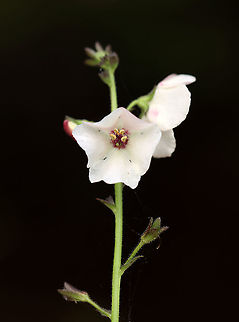 Moth Mullein - Verbascum blattaria Habitat: Meadow/forest edge
https://www.jungledragon.com/image/123549/moth_mullein_-_verbascum_blattaria.html
https://www.jungledragon.com/image/123552/moth_mullein_-_verbascum_blattaria.html
https://www.jungledragon.com/image/123551/moth_mullein_-_verbascum_blattaria.html
https://www.jungledragon.com/image/123550/moth_mullein_-_verbascum_blattaria.html Fall,Geotagged,Moth mullein,United States,Verbascum,Verbascum blattaria