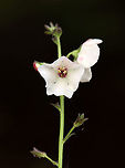 Moth Mullein - Verbascum blattaria Habitat: Meadow/forest edge<br />
https://www.jungledragon.com/image/123549/moth_mullein_-_verbascum_blattaria.html<br />
https://www.jungledragon.com/image/123552/moth_mullein_-_verbascum_blattaria.html<br />
https://www.jungledragon.com/image/123551/moth_mullein_-_verbascum_blattaria.html<br />
https://www.jungledragon.com/image/123550/moth_mullein_-_verbascum_blattaria.html Fall,Geotagged,Moth mullein,United States,Verbascum,Verbascum blattaria