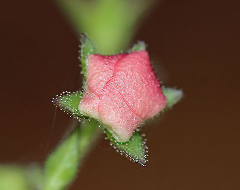 Moth Mullein - Verbascum blattaria Habitat: Meadow/forest edge
https://www.jungledragon.com/image/123549/moth_mullein_-_verbascum_blattaria.html
https://www.jungledragon.com/image/123552/moth_mullein_-_verbascum_blattaria.html
https://www.jungledragon.com/image/123551/moth_mullein_-_verbascum_blattaria.html
https://www.jungledragon.com/image/123550/moth_mullein_-_verbascum_blattaria.html Fall,Geotagged,Moth mullein,United States,Verbascum blattaria