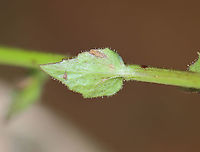 Moth Mullein - Verbascum blattaria Habitat: Meadow/forest edge<br />
https://www.jungledragon.com/image/123549/moth_mullein_-_verbascum_blattaria.html<br />
https://www.jungledragon.com/image/123552/moth_mullein_-_verbascum_blattaria.html<br />
https://www.jungledragon.com/image/123551/moth_mullein_-_verbascum_blattaria.html<br />
https://www.jungledragon.com/image/123550/moth_mullein_-_verbascum_blattaria.html Fall,Geotagged,Moth mullein,United States,Verbascum blattaria