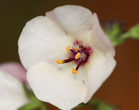 Moth Mullein - Verbascum blattaria Habitat: Meadow/forest edge
https://www.jungledragon.com/image/123549/moth_mullein_-_verbascum_blattaria.html
https://www.jungledragon.com/image/123552/moth_mullein_-_verbascum_blattaria.html
https://www.jungledragon.com/image/123551/moth_mullein_-_verbascum_blattaria.html
https://www.jungledragon.com/image/123550/moth_mullein_-_verbascum_blattaria.html Fall,Geotagged,Moth mullein,United States,Verbascum blattaria