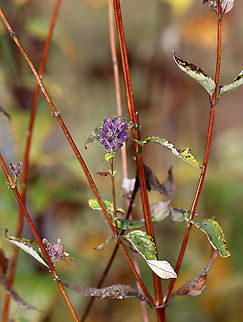 Anise Hyssop - Agastache foeniculum The leaves smell like licorice and are used in herbal teas, to flavor jellies, or eaten fresh as accents in a salad. They can be harvested at any time, but the best time (for drying) is when the flowers are just past full bloom because that's when the oil content in the leaves will be at its highest.

Habitat: Garden Agastache,Agastache foeniculum,Anise Hyssop,Fall,Geotagged,United States,hyssop