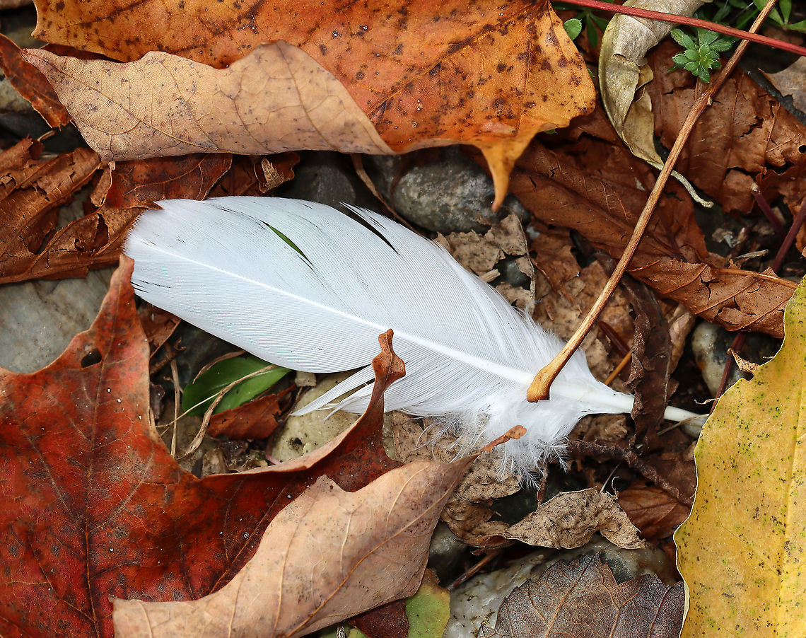 White Feather I have no idea what bird it&#039;s from, but it made a nice contrast in the leaves.<br />
<br />
*If you live in/are visiting the US, it&#039;s good to know that many bird feathers are illegal to collect. More than 800 species are protected by the Migratory Bird Treaty Act, including Bald Eagles, Black-capped Chickadees, Cardinals, Crows, Canada Geese, Mourning Doves, and Barn Owls. Possession of these feathers without a permit can cost you a hefty fine of ~15,000 USD.<br />
<br />
Habitat: Deciduous forest Fall,Geotagged,United States,feather,white feather