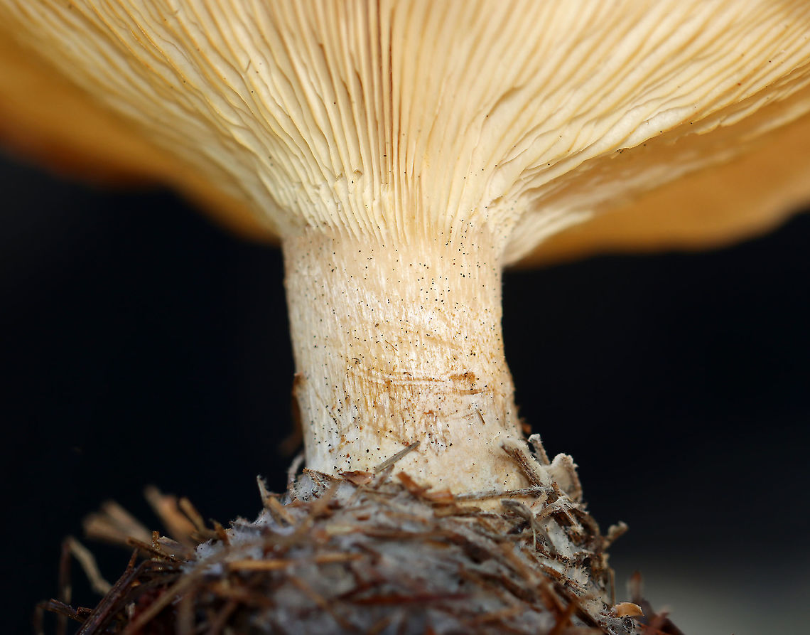 Mushroom - Agaricales I have no idea what this is.<br />
<br />
Habitat: Growing on the ground under pine<br />
<figure class="photo"><a href="https://www.jungledragon.com/image/123578/mushroom_-_agaricales.html" title="Mushroom - Agaricales"><img src="https://s3.amazonaws.com/media.jungledragon.com/images/3232/123578_thumb.jpg?AWSAccessKeyId=05GMT0V3GWVNE7GGM1R2&Expires=1769040010&Signature=qcrm60kcbNy%2FSuvCRV0jGUHXT3E%3D" width="200" height="158" alt="Mushroom - Agaricales I have no idea what this is.<br />
<br />
Habitat: Growing on the ground under pine<br />
https://www.jungledragon.com/image/123578/mushroom_-_agaricales.html<br />
https://www.jungledragon.com/image/123581/mushroom_-_agaricales.html<br />
https://www.jungledragon.com/image/123580/mushroom_-_agaricales.html<br />
https://www.jungledragon.com/image/123579/mushroom_-_agaricales.html Fall,Geotagged,United States,fungus,mushroom" /></a></figure><br />
<figure class="photo"><a href="https://www.jungledragon.com/image/123581/mushroom_-_agaricales.html" title="Mushroom - Agaricales"><img src="https://s3.amazonaws.com/media.jungledragon.com/images/3232/123581_thumb.jpg?AWSAccessKeyId=05GMT0V3GWVNE7GGM1R2&Expires=1769040010&Signature=D1VEEY2hwwBbdyCFeT16Dj%2FTkcY%3D" width="200" height="142" alt="Mushroom - Agaricales I have no idea what this is.<br />
<br />
Habitat: Growing on the ground under pine<br />
https://www.jungledragon.com/image/123578/mushroom_-_agaricales.html<br />
https://www.jungledragon.com/image/123581/mushroom_-_agaricales.html<br />
https://www.jungledragon.com/image/123580/mushroom_-_agaricales.html<br />
https://www.jungledragon.com/image/123579/mushroom_-_agaricales.html Fall,Geotagged,United States" /></a></figure><br />
<figure class="photo"><a href="https://www.jungledragon.com/image/123580/mushroom_-_agaricales.html" title="Mushroom - Agaricales"><img src="https://s3.amazonaws.com/media.jungledragon.com/images/3232/123580_thumb.jpg?AWSAccessKeyId=05GMT0V3GWVNE7GGM1R2&Expires=1769040010&Signature=v0%2Fahh2CgTlvBpuSI4AUy35GUfw%3D" width="112" height="152" alt="Mushroom - Agaricales I have no idea what this is.<br />
<br />
Habitat: Growing on the ground under pine<br />
https://www.jungledragon.com/image/123578/mushroom_-_agaricales.html<br />
https://www.jungledragon.com/image/123581/mushroom_-_agaricales.html<br />
https://www.jungledragon.com/image/123580/mushroom_-_agaricales.html<br />
https://www.jungledragon.com/image/123579/mushroom_-_agaricales.html Fall,Geotagged,United States" /></a></figure><br />
<figure class="photo"><a href="https://www.jungledragon.com/image/123579/mushroom_-_agaricales.html" title="Mushroom - Agaricales"><img src="https://s3.amazonaws.com/media.jungledragon.com/images/3232/123579_thumb.jpg?AWSAccessKeyId=05GMT0V3GWVNE7GGM1R2&Expires=1769040010&Signature=pxpcpzR7RggMwQW7IRzpD2dYG5c%3D" width="200" height="154" alt="Mushroom - Agaricales I have no idea what this is.<br />
<br />
Habitat: Growing on the ground under pine<br />
https://www.jungledragon.com/image/123578/mushroom_-_agaricales.html<br />
https://www.jungledragon.com/image/123581/mushroom_-_agaricales.html<br />
https://www.jungledragon.com/image/123580/mushroom_-_agaricales.html<br />
https://www.jungledragon.com/image/123579/mushroom_-_agaricales.html Fall,Geotagged,United States" /></a></figure> Fall,Geotagged,United States,fungus,mushroom