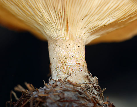 Mushroom - Agaricales I have no idea what this is.

Habitat: Growing on the ground under pine
https://www.jungledragon.com/image/123578/mushroom_-_agaricales.html
https://www.jungledragon.com/image/123581/mushroom_-_agaricales.html
https://www.jungledragon.com/image/123580/mushroom_-_agaricales.html
https://www.jungledragon.com/image/123579/mushroom_-_agaricales.html Fall,Geotagged,United States,fungus,mushroom