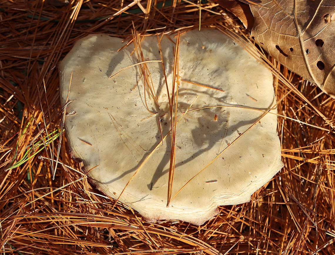 Mushroom - Agaricales I have no idea what this is.<br />
<br />
Habitat: Growing on the ground under pine<br />
<figure class="photo"><a href="https://www.jungledragon.com/image/123578/mushroom_-_agaricales.html" title="Mushroom - Agaricales"><img src="https://s3.amazonaws.com/media.jungledragon.com/images/3232/123578_thumb.jpg?AWSAccessKeyId=05GMT0V3GWVNE7GGM1R2&Expires=1769040010&Signature=qcrm60kcbNy%2FSuvCRV0jGUHXT3E%3D" width="200" height="158" alt="Mushroom - Agaricales I have no idea what this is.<br />
<br />
Habitat: Growing on the ground under pine<br />
https://www.jungledragon.com/image/123578/mushroom_-_agaricales.html<br />
https://www.jungledragon.com/image/123581/mushroom_-_agaricales.html<br />
https://www.jungledragon.com/image/123580/mushroom_-_agaricales.html<br />
https://www.jungledragon.com/image/123579/mushroom_-_agaricales.html Fall,Geotagged,United States,fungus,mushroom" /></a></figure><br />
<figure class="photo"><a href="https://www.jungledragon.com/image/123581/mushroom_-_agaricales.html" title="Mushroom - Agaricales"><img src="https://s3.amazonaws.com/media.jungledragon.com/images/3232/123581_thumb.jpg?AWSAccessKeyId=05GMT0V3GWVNE7GGM1R2&Expires=1769040010&Signature=D1VEEY2hwwBbdyCFeT16Dj%2FTkcY%3D" width="200" height="142" alt="Mushroom - Agaricales I have no idea what this is.<br />
<br />
Habitat: Growing on the ground under pine<br />
https://www.jungledragon.com/image/123578/mushroom_-_agaricales.html<br />
https://www.jungledragon.com/image/123581/mushroom_-_agaricales.html<br />
https://www.jungledragon.com/image/123580/mushroom_-_agaricales.html<br />
https://www.jungledragon.com/image/123579/mushroom_-_agaricales.html Fall,Geotagged,United States" /></a></figure><br />
<figure class="photo"><a href="https://www.jungledragon.com/image/123580/mushroom_-_agaricales.html" title="Mushroom - Agaricales"><img src="https://s3.amazonaws.com/media.jungledragon.com/images/3232/123580_thumb.jpg?AWSAccessKeyId=05GMT0V3GWVNE7GGM1R2&Expires=1769040010&Signature=v0%2Fahh2CgTlvBpuSI4AUy35GUfw%3D" width="112" height="152" alt="Mushroom - Agaricales I have no idea what this is.<br />
<br />
Habitat: Growing on the ground under pine<br />
https://www.jungledragon.com/image/123578/mushroom_-_agaricales.html<br />
https://www.jungledragon.com/image/123581/mushroom_-_agaricales.html<br />
https://www.jungledragon.com/image/123580/mushroom_-_agaricales.html<br />
https://www.jungledragon.com/image/123579/mushroom_-_agaricales.html Fall,Geotagged,United States" /></a></figure><br />
<figure class="photo"><a href="https://www.jungledragon.com/image/123579/mushroom_-_agaricales.html" title="Mushroom - Agaricales"><img src="https://s3.amazonaws.com/media.jungledragon.com/images/3232/123579_thumb.jpg?AWSAccessKeyId=05GMT0V3GWVNE7GGM1R2&Expires=1769040010&Signature=pxpcpzR7RggMwQW7IRzpD2dYG5c%3D" width="200" height="154" alt="Mushroom - Agaricales I have no idea what this is.<br />
<br />
Habitat: Growing on the ground under pine<br />
https://www.jungledragon.com/image/123578/mushroom_-_agaricales.html<br />
https://www.jungledragon.com/image/123581/mushroom_-_agaricales.html<br />
https://www.jungledragon.com/image/123580/mushroom_-_agaricales.html<br />
https://www.jungledragon.com/image/123579/mushroom_-_agaricales.html Fall,Geotagged,United States" /></a></figure> Fall,Geotagged,United States