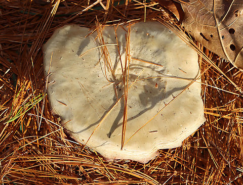 Mushroom - Agaricales I have no idea what this is.

Habitat: Growing on the ground under pine
https://www.jungledragon.com/image/123578/mushroom_-_agaricales.html
https://www.jungledragon.com/image/123581/mushroom_-_agaricales.html
https://www.jungledragon.com/image/123580/mushroom_-_agaricales.html
https://www.jungledragon.com/image/123579/mushroom_-_agaricales.html Fall,Geotagged,United States