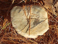 Mushroom - Agaricales I have no idea what this is.<br />
<br />
Habitat: Growing on the ground under pine<br />
https://www.jungledragon.com/image/123578/mushroom_-_agaricales.html<br />
https://www.jungledragon.com/image/123581/mushroom_-_agaricales.html<br />
https://www.jungledragon.com/image/123580/mushroom_-_agaricales.html<br />
https://www.jungledragon.com/image/123579/mushroom_-_agaricales.html Fall,Geotagged,United States