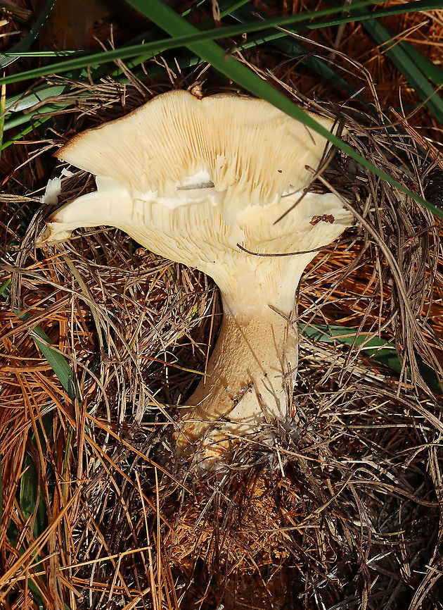 Mushroom - Agaricales I have no idea what this is.<br />
<br />
Habitat: Growing on the ground under pine<br />
<figure class="photo"><a href="https://www.jungledragon.com/image/123578/mushroom_-_agaricales.html" title="Mushroom - Agaricales"><img src="https://s3.amazonaws.com/media.jungledragon.com/images/3232/123578_thumb.jpg?AWSAccessKeyId=05GMT0V3GWVNE7GGM1R2&Expires=1769040010&Signature=qcrm60kcbNy%2FSuvCRV0jGUHXT3E%3D" width="200" height="158" alt="Mushroom - Agaricales I have no idea what this is.<br />
<br />
Habitat: Growing on the ground under pine<br />
https://www.jungledragon.com/image/123578/mushroom_-_agaricales.html<br />
https://www.jungledragon.com/image/123581/mushroom_-_agaricales.html<br />
https://www.jungledragon.com/image/123580/mushroom_-_agaricales.html<br />
https://www.jungledragon.com/image/123579/mushroom_-_agaricales.html Fall,Geotagged,United States,fungus,mushroom" /></a></figure><br />
<figure class="photo"><a href="https://www.jungledragon.com/image/123581/mushroom_-_agaricales.html" title="Mushroom - Agaricales"><img src="https://s3.amazonaws.com/media.jungledragon.com/images/3232/123581_thumb.jpg?AWSAccessKeyId=05GMT0V3GWVNE7GGM1R2&Expires=1769040010&Signature=D1VEEY2hwwBbdyCFeT16Dj%2FTkcY%3D" width="200" height="142" alt="Mushroom - Agaricales I have no idea what this is.<br />
<br />
Habitat: Growing on the ground under pine<br />
https://www.jungledragon.com/image/123578/mushroom_-_agaricales.html<br />
https://www.jungledragon.com/image/123581/mushroom_-_agaricales.html<br />
https://www.jungledragon.com/image/123580/mushroom_-_agaricales.html<br />
https://www.jungledragon.com/image/123579/mushroom_-_agaricales.html Fall,Geotagged,United States" /></a></figure><br />
<figure class="photo"><a href="https://www.jungledragon.com/image/123580/mushroom_-_agaricales.html" title="Mushroom - Agaricales"><img src="https://s3.amazonaws.com/media.jungledragon.com/images/3232/123580_thumb.jpg?AWSAccessKeyId=05GMT0V3GWVNE7GGM1R2&Expires=1769040010&Signature=v0%2Fahh2CgTlvBpuSI4AUy35GUfw%3D" width="112" height="152" alt="Mushroom - Agaricales I have no idea what this is.<br />
<br />
Habitat: Growing on the ground under pine<br />
https://www.jungledragon.com/image/123578/mushroom_-_agaricales.html<br />
https://www.jungledragon.com/image/123581/mushroom_-_agaricales.html<br />
https://www.jungledragon.com/image/123580/mushroom_-_agaricales.html<br />
https://www.jungledragon.com/image/123579/mushroom_-_agaricales.html Fall,Geotagged,United States" /></a></figure><br />
<figure class="photo"><a href="https://www.jungledragon.com/image/123579/mushroom_-_agaricales.html" title="Mushroom - Agaricales"><img src="https://s3.amazonaws.com/media.jungledragon.com/images/3232/123579_thumb.jpg?AWSAccessKeyId=05GMT0V3GWVNE7GGM1R2&Expires=1769040010&Signature=pxpcpzR7RggMwQW7IRzpD2dYG5c%3D" width="200" height="154" alt="Mushroom - Agaricales I have no idea what this is.<br />
<br />
Habitat: Growing on the ground under pine<br />
https://www.jungledragon.com/image/123578/mushroom_-_agaricales.html<br />
https://www.jungledragon.com/image/123581/mushroom_-_agaricales.html<br />
https://www.jungledragon.com/image/123580/mushroom_-_agaricales.html<br />
https://www.jungledragon.com/image/123579/mushroom_-_agaricales.html Fall,Geotagged,United States" /></a></figure> Fall,Geotagged,United States