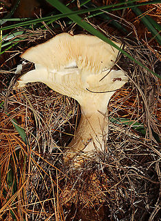 Mushroom - Agaricales I have no idea what this is.

Habitat: Growing on the ground under pine
https://www.jungledragon.com/image/123578/mushroom_-_agaricales.html
https://www.jungledragon.com/image/123581/mushroom_-_agaricales.html
https://www.jungledragon.com/image/123580/mushroom_-_agaricales.html
https://www.jungledragon.com/image/123579/mushroom_-_agaricales.html Fall,Geotagged,United States
