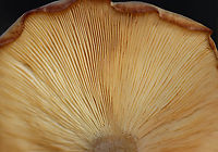 Mushroom - Agaricales I have no idea what this is.<br />
<br />
Habitat: Growing on the ground under pine<br />
https://www.jungledragon.com/image/123578/mushroom_-_agaricales.html<br />
https://www.jungledragon.com/image/123581/mushroom_-_agaricales.html<br />
https://www.jungledragon.com/image/123580/mushroom_-_agaricales.html<br />
https://www.jungledragon.com/image/123579/mushroom_-_agaricales.html Fall,Geotagged,United States
