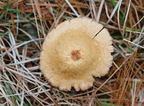 Mushroom - Laccaria sp. Habitat: Grassy area; growing under pine
https://www.jungledragon.com/image/123582/mushroom_-_laccaria_sp.html
https://www.jungledragon.com/image/123584/mushroom_-_laccaria_sp.html
https://www.jungledragon.com/image/123583/mushroom_-_laccaria_sp.html Fall,Geotagged,United States