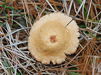 Mushroom - Laccaria sp. Habitat: Grassy area; growing under pine<br />
https://www.jungledragon.com/image/123582/mushroom_-_laccaria_sp.html<br />
https://www.jungledragon.com/image/123584/mushroom_-_laccaria_sp.html<br />
https://www.jungledragon.com/image/123583/mushroom_-_laccaria_sp.html Fall,Geotagged,United States