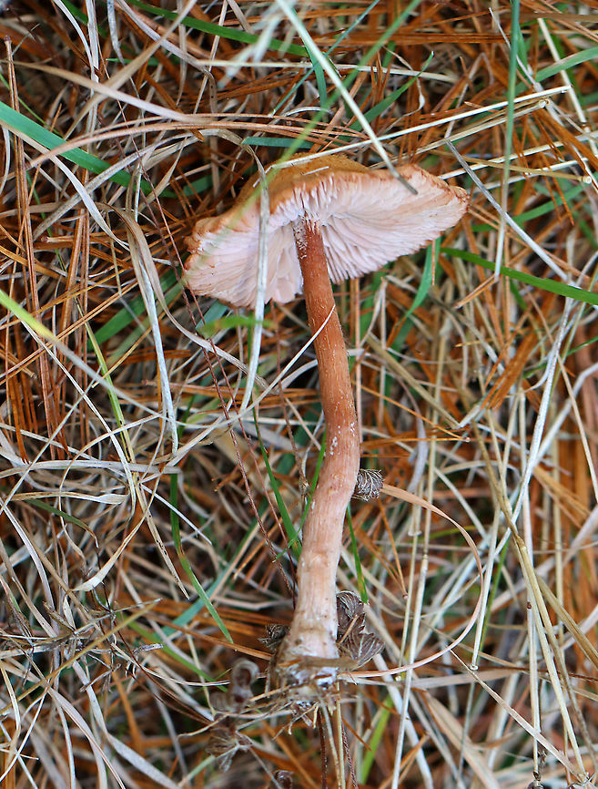 Mushroom - Laccaria sp. Habitat: Grassy area; growing under pine<br />
<figure class="photo"><a href="https://www.jungledragon.com/image/123582/mushroom_-_laccaria_sp.html" title="Mushroom - Laccaria sp."><img src="https://s3.amazonaws.com/media.jungledragon.com/images/3232/123582_thumb.jpg?AWSAccessKeyId=05GMT0V3GWVNE7GGM1R2&Expires=1769040010&Signature=YbgtCjfASOGFHAB%2FvN2XKHccZZ4%3D" width="200" height="148" alt="Mushroom - Laccaria sp. Habitat: Grassy area; growing under pine<br />
https://www.jungledragon.com/image/123582/mushroom_-_laccaria_sp.html<br />
https://www.jungledragon.com/image/123584/mushroom_-_laccaria_sp.html<br />
https://www.jungledragon.com/image/123583/mushroom_-_laccaria_sp.html Fall,Geotagged,United States" /></a></figure><br />
<figure class="photo"><a href="https://www.jungledragon.com/image/123584/mushroom_-_laccaria_sp.html" title="Mushroom - Laccaria sp."><img src="https://s3.amazonaws.com/media.jungledragon.com/images/3232/123584_thumb.jpg?AWSAccessKeyId=05GMT0V3GWVNE7GGM1R2&Expires=1769040010&Signature=iNMrowrme6C01Z26ORrUFA8fyZ8%3D" width="200" height="132" alt="Mushroom - Laccaria sp. Habitat: Grassy area; growing under pine<br />
https://www.jungledragon.com/image/123582/mushroom_-_laccaria_sp.html<br />
https://www.jungledragon.com/image/123584/mushroom_-_laccaria_sp.html<br />
https://www.jungledragon.com/image/123583/mushroom_-_laccaria_sp.html Fall,Geotagged,United States,fungus,laccaria,mushroom" /></a></figure><br />
<figure class="photo"><a href="https://www.jungledragon.com/image/123583/mushroom_-_laccaria_sp.html" title="Mushroom - Laccaria sp."><img src="https://s3.amazonaws.com/media.jungledragon.com/images/3232/123583_thumb.jpg?AWSAccessKeyId=05GMT0V3GWVNE7GGM1R2&Expires=1769040010&Signature=7lVXlC9liJf5ntnP7pkgsJwxiDM%3D" width="116" height="152" alt="Mushroom - Laccaria sp. Habitat: Grassy area; growing under pine<br />
https://www.jungledragon.com/image/123582/mushroom_-_laccaria_sp.html<br />
https://www.jungledragon.com/image/123584/mushroom_-_laccaria_sp.html<br />
https://www.jungledragon.com/image/123583/mushroom_-_laccaria_sp.html Fall,Geotagged,United States" /></a></figure> Fall,Geotagged,United States