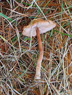 Mushroom - Laccaria sp. Habitat: Grassy area; growing under pine
https://www.jungledragon.com/image/123582/mushroom_-_laccaria_sp.html
https://www.jungledragon.com/image/123584/mushroom_-_laccaria_sp.html
https://www.jungledragon.com/image/123583/mushroom_-_laccaria_sp.html Fall,Geotagged,United States