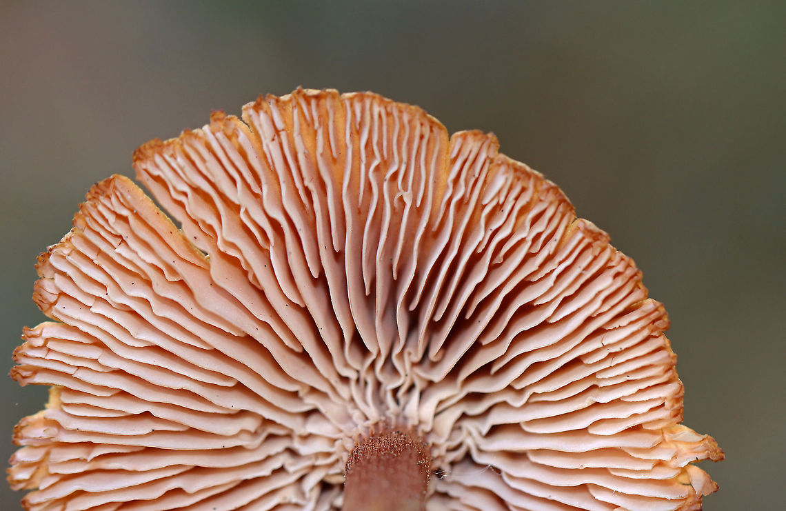 Mushroom - Laccaria sp. Habitat: Grassy area; growing under pine<br />
<figure class="photo"><a href="https://www.jungledragon.com/image/123582/mushroom_-_laccaria_sp.html" title="Mushroom - Laccaria sp."><img src="https://s3.amazonaws.com/media.jungledragon.com/images/3232/123582_thumb.jpg?AWSAccessKeyId=05GMT0V3GWVNE7GGM1R2&Expires=1769040010&Signature=YbgtCjfASOGFHAB%2FvN2XKHccZZ4%3D" width="200" height="148" alt="Mushroom - Laccaria sp. Habitat: Grassy area; growing under pine<br />
https://www.jungledragon.com/image/123582/mushroom_-_laccaria_sp.html<br />
https://www.jungledragon.com/image/123584/mushroom_-_laccaria_sp.html<br />
https://www.jungledragon.com/image/123583/mushroom_-_laccaria_sp.html Fall,Geotagged,United States" /></a></figure><br />
<figure class="photo"><a href="https://www.jungledragon.com/image/123584/mushroom_-_laccaria_sp.html" title="Mushroom - Laccaria sp."><img src="https://s3.amazonaws.com/media.jungledragon.com/images/3232/123584_thumb.jpg?AWSAccessKeyId=05GMT0V3GWVNE7GGM1R2&Expires=1769040010&Signature=iNMrowrme6C01Z26ORrUFA8fyZ8%3D" width="200" height="132" alt="Mushroom - Laccaria sp. Habitat: Grassy area; growing under pine<br />
https://www.jungledragon.com/image/123582/mushroom_-_laccaria_sp.html<br />
https://www.jungledragon.com/image/123584/mushroom_-_laccaria_sp.html<br />
https://www.jungledragon.com/image/123583/mushroom_-_laccaria_sp.html Fall,Geotagged,United States,fungus,laccaria,mushroom" /></a></figure><br />
<figure class="photo"><a href="https://www.jungledragon.com/image/123583/mushroom_-_laccaria_sp.html" title="Mushroom - Laccaria sp."><img src="https://s3.amazonaws.com/media.jungledragon.com/images/3232/123583_thumb.jpg?AWSAccessKeyId=05GMT0V3GWVNE7GGM1R2&Expires=1769040010&Signature=7lVXlC9liJf5ntnP7pkgsJwxiDM%3D" width="116" height="152" alt="Mushroom - Laccaria sp. Habitat: Grassy area; growing under pine<br />
https://www.jungledragon.com/image/123582/mushroom_-_laccaria_sp.html<br />
https://www.jungledragon.com/image/123584/mushroom_-_laccaria_sp.html<br />
https://www.jungledragon.com/image/123583/mushroom_-_laccaria_sp.html Fall,Geotagged,United States" /></a></figure> Fall,Geotagged,United States,fungus,laccaria,mushroom