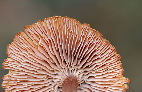 Mushroom - Laccaria sp. Habitat: Grassy area; growing under pine
https://www.jungledragon.com/image/123582/mushroom_-_laccaria_sp.html
https://www.jungledragon.com/image/123584/mushroom_-_laccaria_sp.html
https://www.jungledragon.com/image/123583/mushroom_-_laccaria_sp.html Fall,Geotagged,United States,fungus,laccaria,mushroom